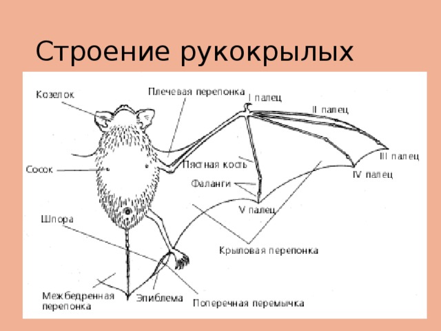 Строение рукокрылых 