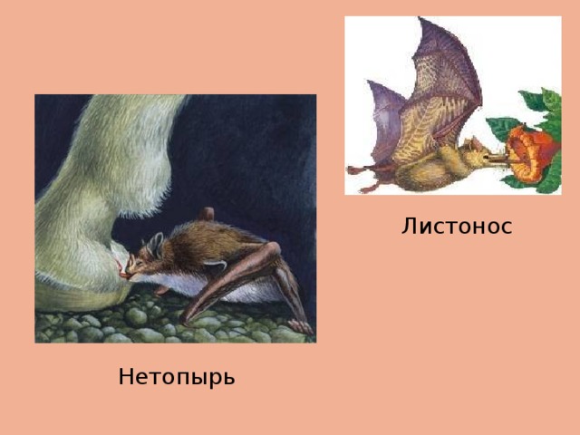 Листонос Нетопырь 
