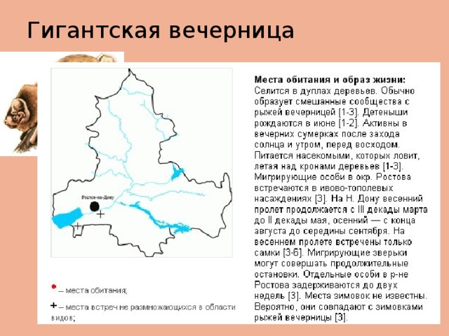 Гигантская вечерница 