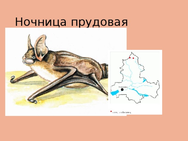 Ночница прудовая 