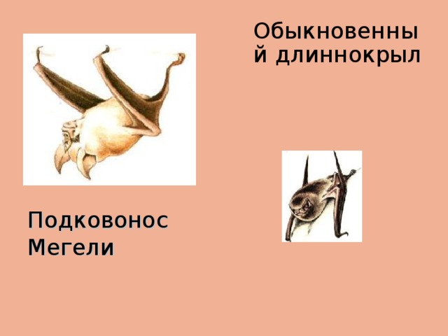 Обыкновенный длиннокрыл Подковонос Мегели 