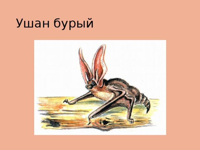 Ушан бурый 