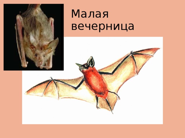 Малая вечерница 