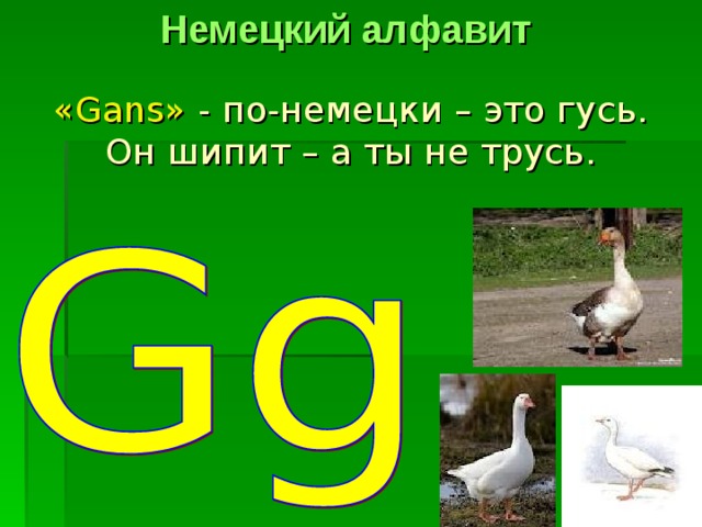 Немецкий алфавит « Gans » - по-немецки – это гусь.  Он шипит – а ты не трусь. 