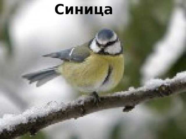 Синица 