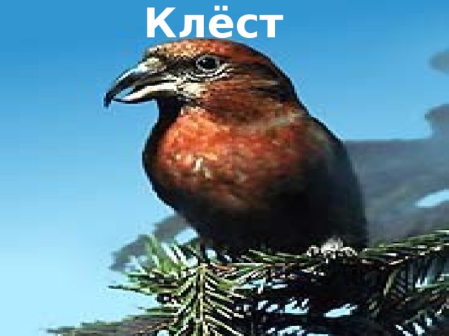 Клёст 