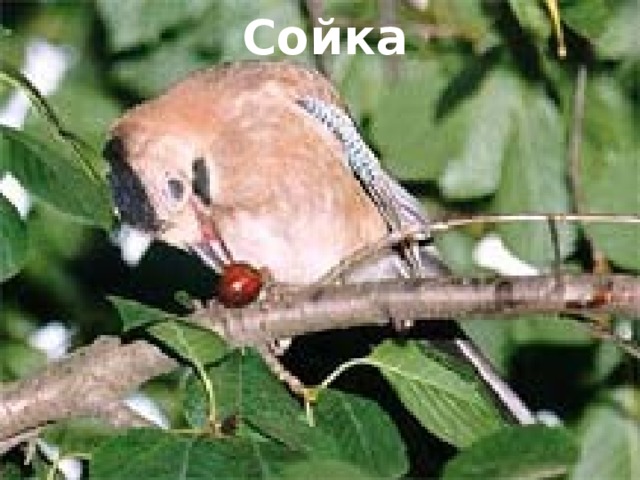 Сойка 