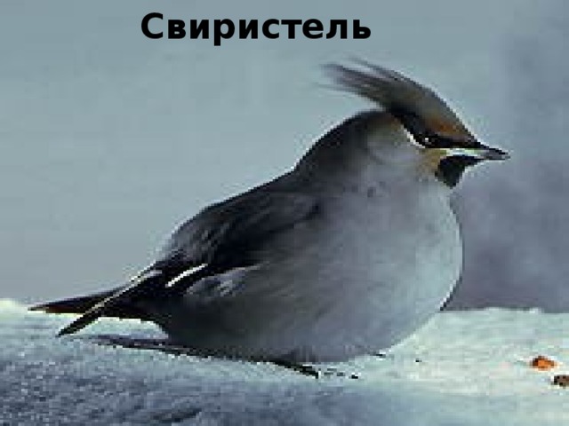 Свиристель 