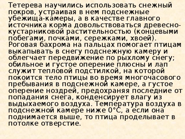   Тетерева научились использовать снежный покров, устраивая в нем подснежные убежища-камеры, а в качестве главного источника корма довольствоваться древесно-кустарниковой растительностью (концевыми побегами, почками, сережками, хвоей). Роговая бахрома на пальцах помогает птицам выкапывать в снегу подснежную камеру и облегчает передвижение по рыхлому снегу; обильное и густое оперение плюсны и лап служит тепловой подстилкой, на которой покоится тело птицы во время многочасового пребывания в подснежной камере, а густое оперение ноздрей, предохраняя последние от попадания снега, конденсирует влагу из выдыхаемого воздуха. Температура воздуха в подснежной камере ниже 0°С, а если она поднимается выше, то птица проделывает в потолке отверстие.   