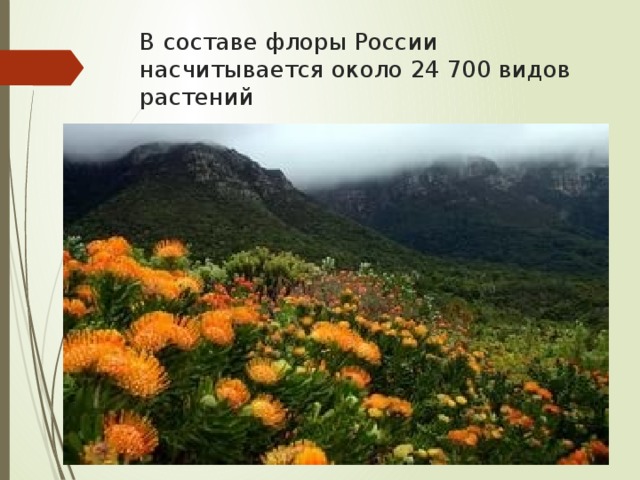 В составе флоры России насчитывается около 24 700 видов растений 