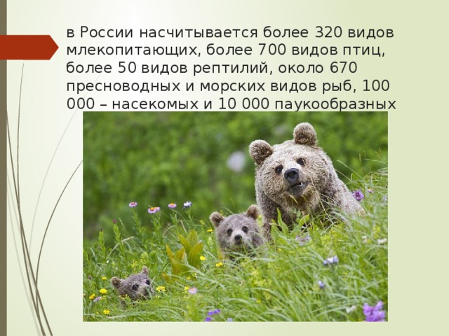 в России насчитывается более 320 видов млекопитающих, более 700 видов птиц, более 50 видов рептилий, около 670 пресноводных и морских видов рыб, 100 000 – насекомых и 10 000 паукообразных 