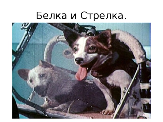 Белка и Стрелка. 