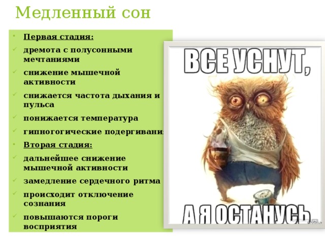 Медленный сон Первая стадия: дремота с полусонными мечтаниями снижение мышечной активности снижается частота дыхания и пульса понижается температура гипногогические подергивания Вторая стадия: дальнейшее снижение мышечной активности замедление сердечного ритма происходит отключение сознания повышаются пороги восприятия 