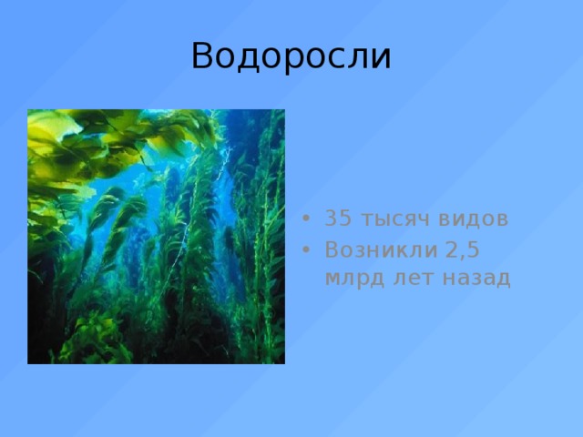Водоросли 35 тысяч видов Возникли 2,5 млрд лет назад 