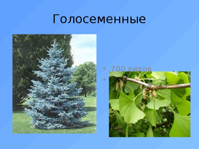Голосеменные 700 видов Возникли 300 млн лет назад 