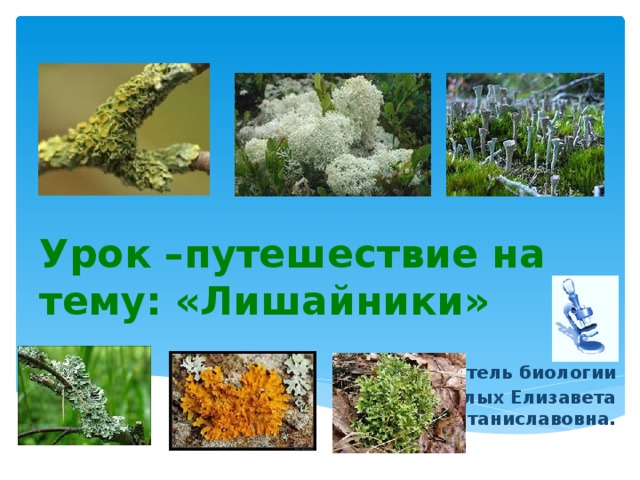 Урок –путешествие на тему: «Лишайники» учитель биологии Белых Елизавета Станиславовна.  