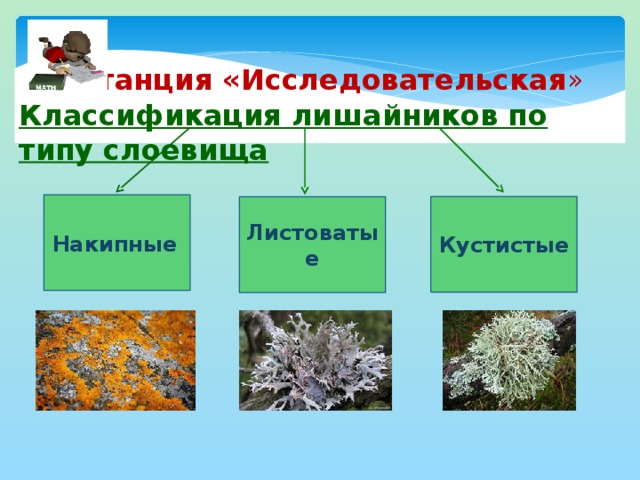 Станция «Исследовательская » Классификация лишайников по типу слоевища Накипные  Кустистые Листоватые  