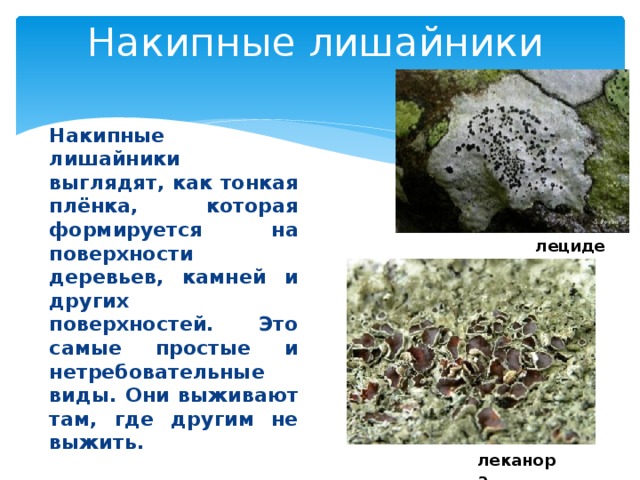 Накипные лишайники Накипные лишайники выглядят, как тонкая плёнка, которая формируется на поверхности деревьев, камней и других поверхностей. Это самые простые и нетребовательные виды. Они выживают там, где другим не выжить. лецидея леканора 