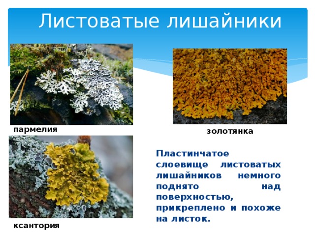 Листоватые лишайники   Пластинчатое слоевище листоватых лишайников немного поднято над поверхностью, прикреплено и похоже на листок. пармелия золотянка ксантория 