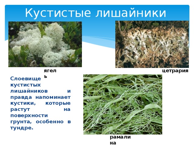 Кустистые лишайники ягель  цетрария Слоевище кустистых лишайников и правда напоминает кустики, которые растут на поверхности грунта, особенно в тундре. рамалина 