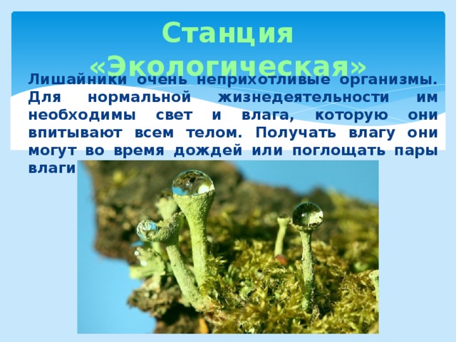 Станция «Экологическая» Лишайники очень неприхотливые организмы. Для нормальной жизнедеятельности им необходимы свет и влага, которую они впитывают всем телом. Получать влагу они могут во время дождей или поглощать пары влаги из воздуха 