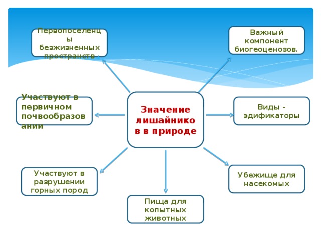Важный компонент биогеоценозов. Первопоселенцы безжизненных пространств Значение лишайников в природе Участвуют в первичном почвообразовании Виды - эдификаторы Убежище для насекомых Участвуют в разрушении горных пород Пища для копытных животных 