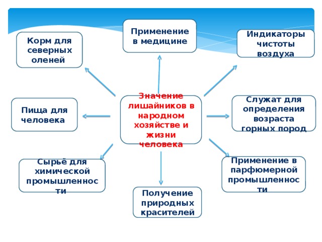 Применение в медицине Индикаторы чистоты воздуха Корм для северных оленей Служат для определения возраста горных пород Значение лишайников в народном хозяйстве и жизни человека Пища для человека Применение в парфюмерной промышленности Сырьё для химической промышленности Получение природных красителей 