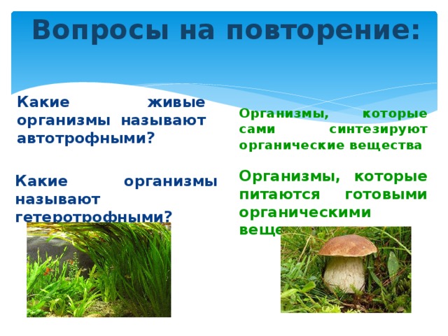 Вопросы на повторение: Какие живые организмы называют автотрофными? Организмы, которые сами синтезируют органические вещества Какие организмы называют гетеротрофными? Организмы, которые питаются готовыми органическими веществами 