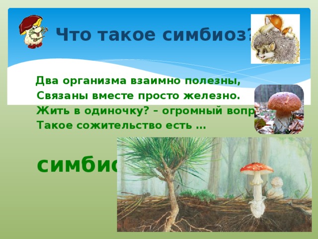 Что такое симбиоз?  Два организма взаимно полезны,  Связаны вместе просто железно.  Жить в одиночку? – огромный вопрос.  Такое сожительство есть …   симбиоз 