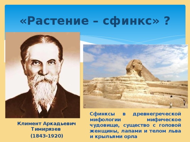 «Растение – сфинкс» ? Сфинксы в древнегреческой мифологии мифическое чудовище, существо с головой женщины, лапами и телом льва и крыльями орла  Климент Аркадьевич Тимирязев (1843-1920)  