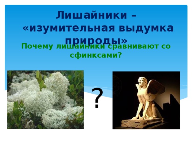 Лишайники –  «изумительная выдумка природы» Почему лишайники сравнивают со сфинксами? ? 
