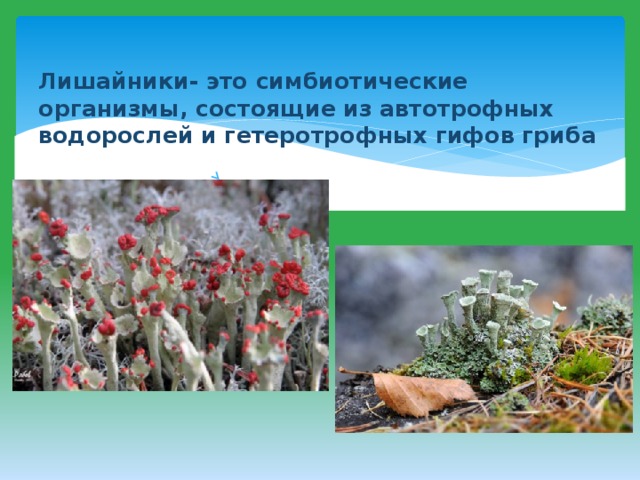  Лишайники- это симбиотические организмы, состоящие из автотрофных водорослей и гетеротрофных гифов гриба   