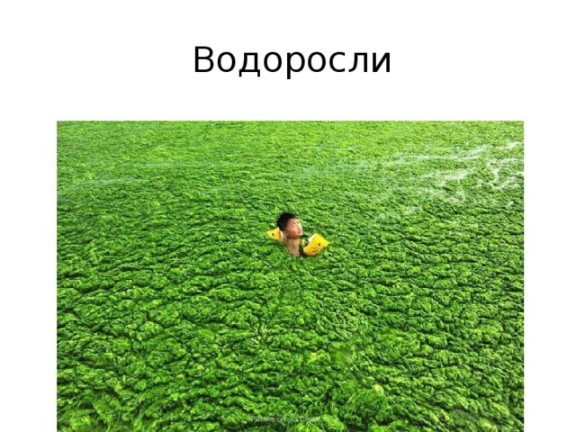 Водоросли 