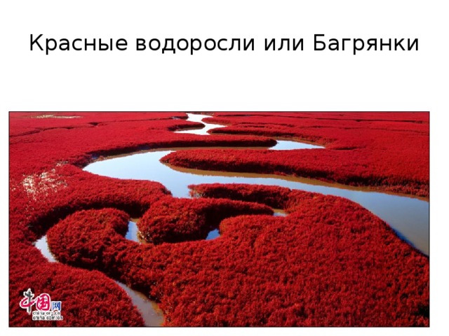 Красные водоросли или Багрянки 