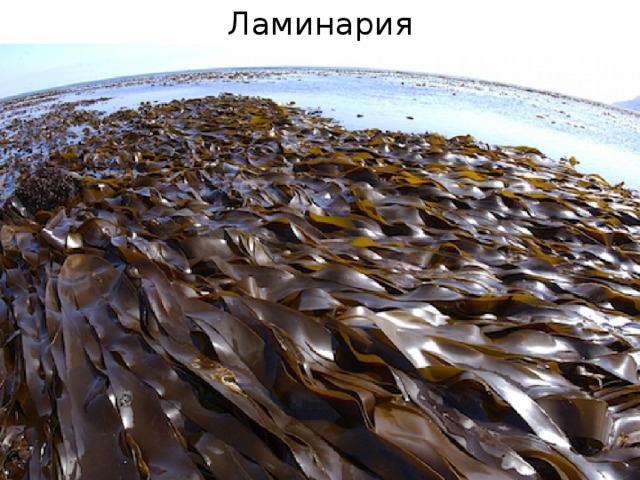 Ламинария 