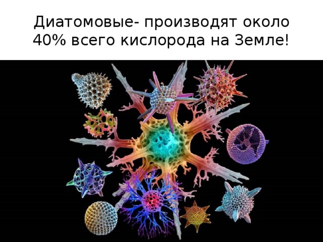 Диатомовые- производят около 40% всего кислорода на Земле! 