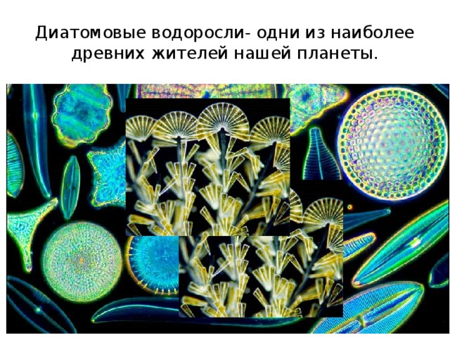 Диатомовые водоросли- одни из наиболее древних жителей нашей планеты. 