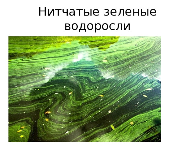 Нитчатые зеленые водоросли 