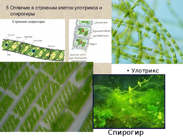 Улотрикс Спирогира 