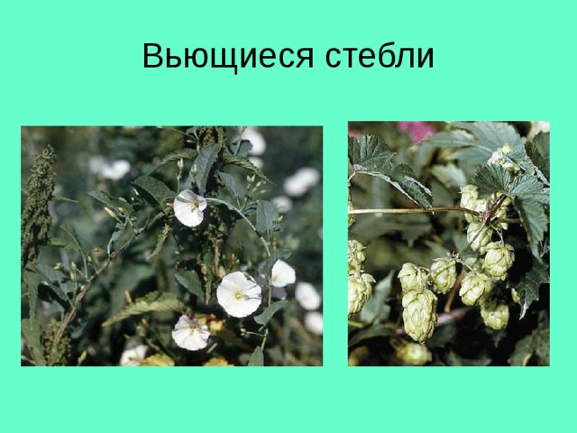 Вьющиеся стебли 