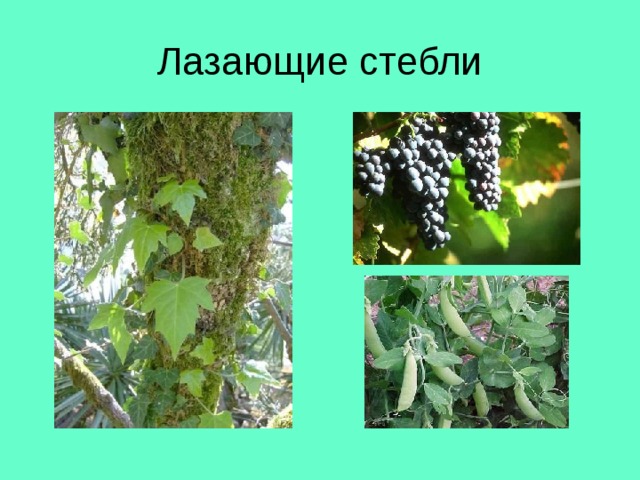 Лазающие стебли 