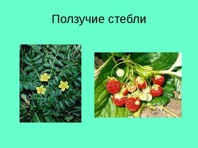 Ползучие стебли 