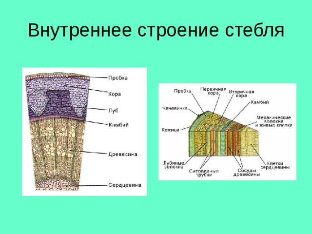 Внутреннее строение стебля 