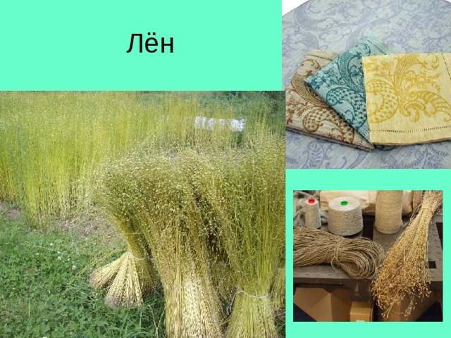 Лён 