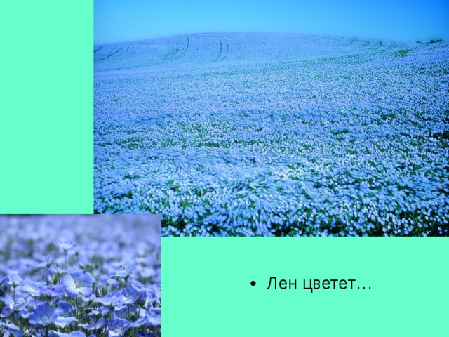 Лен цветет… 