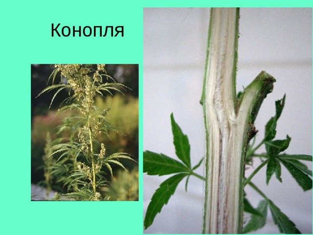 Конопля 