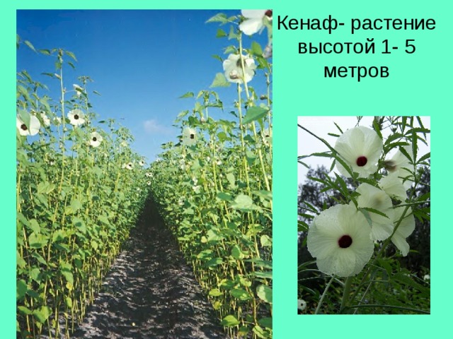 Кенаф- растение высотой 1- 5 метров 