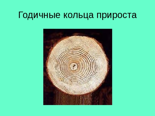 Годичные кольца прироста 