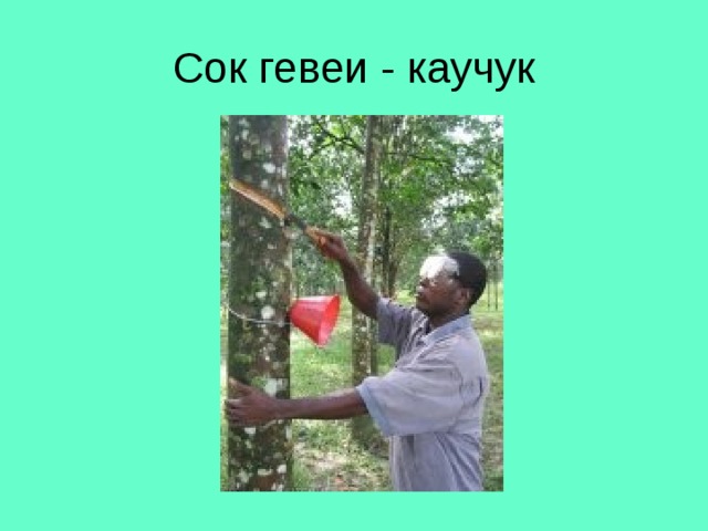 Сок гевеи - каучук 