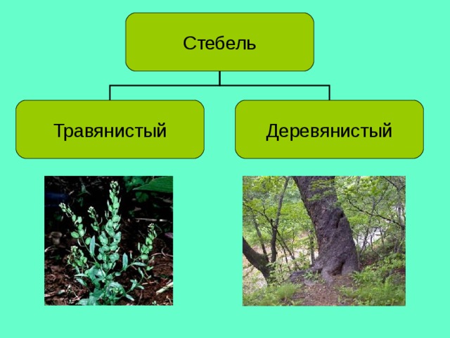 Стебель Травянистый Деревянистый 